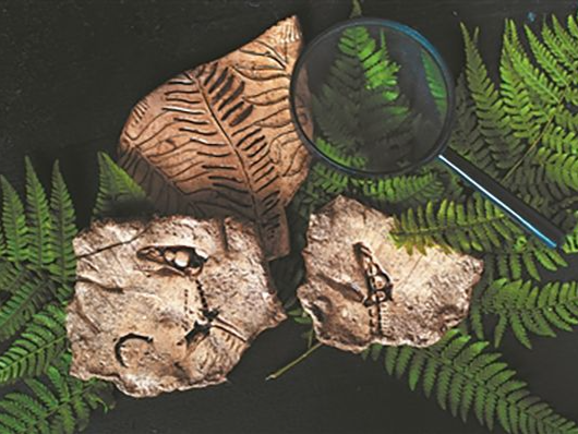 中国科学家从2.5亿年前化石首次证实植物爱“睡觉”的秘密