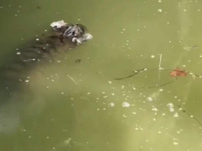上海动物园一幼虎溺亡，园方回应事故原因 