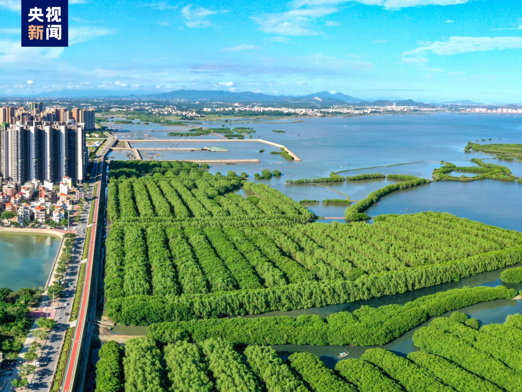 广东将建立完善红树林保护标准体系 助力生态文明高质量发展
