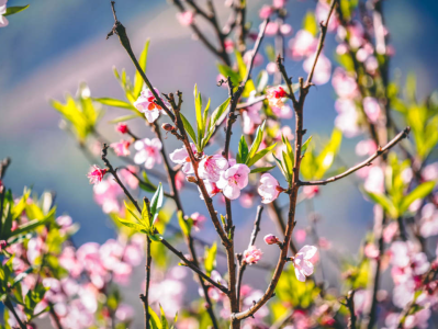 春天即将抵达江南，最美的季节要来了！