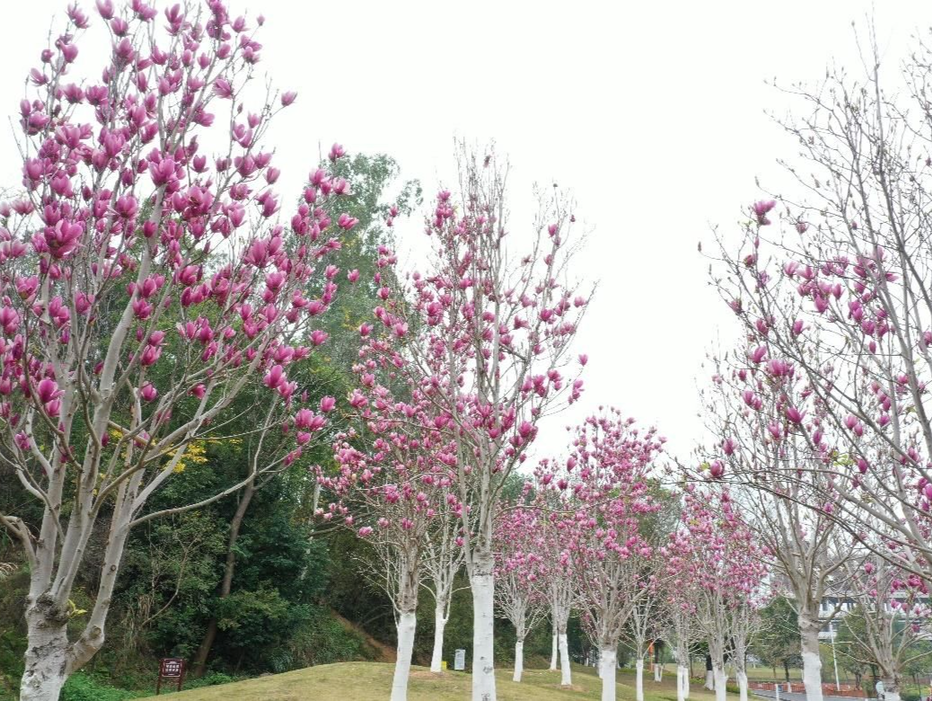 美丽·坪山范｜邂逅粉紫浪漫，光祖公园木兰花开了！