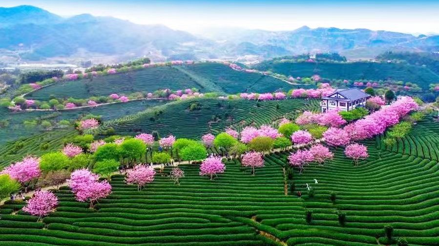 直播 | 樱花树下 与春初逢