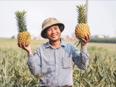 全国每3个菠萝就有1个是“广东味”，2022年广东菠萝产量约129.8万吨