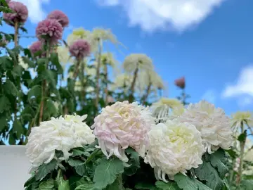 聚光灯｜“向死而生”的意识转变，要成为社会行动的深层谋划