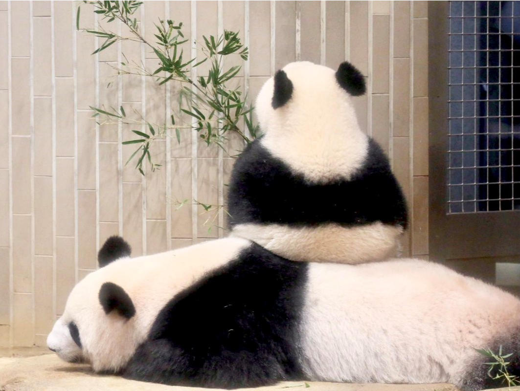 送别“香香”，日本“大熊猫热”中的爱与忧