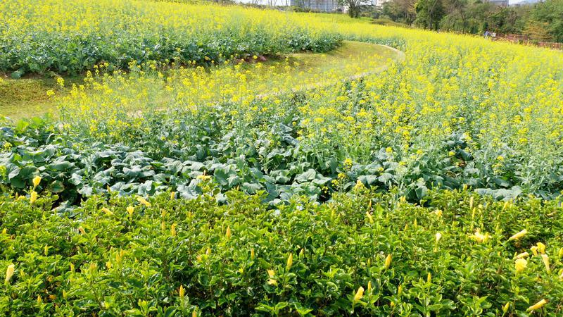油菜花海已上线！来宝安石岩街道陌上花公园，共赴春日里的浪漫
