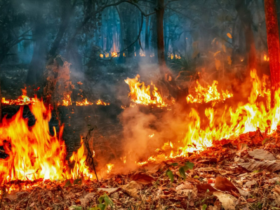 智利发生数十起森林火灾 造成23人死亡近1000人受伤