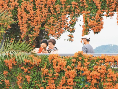 深圳公园迎炮仗花花期，灿烂盛开引市民拍照