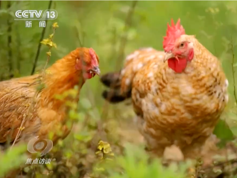 七百弄鸡以“蜕”为进，登上了《焦点访谈》！