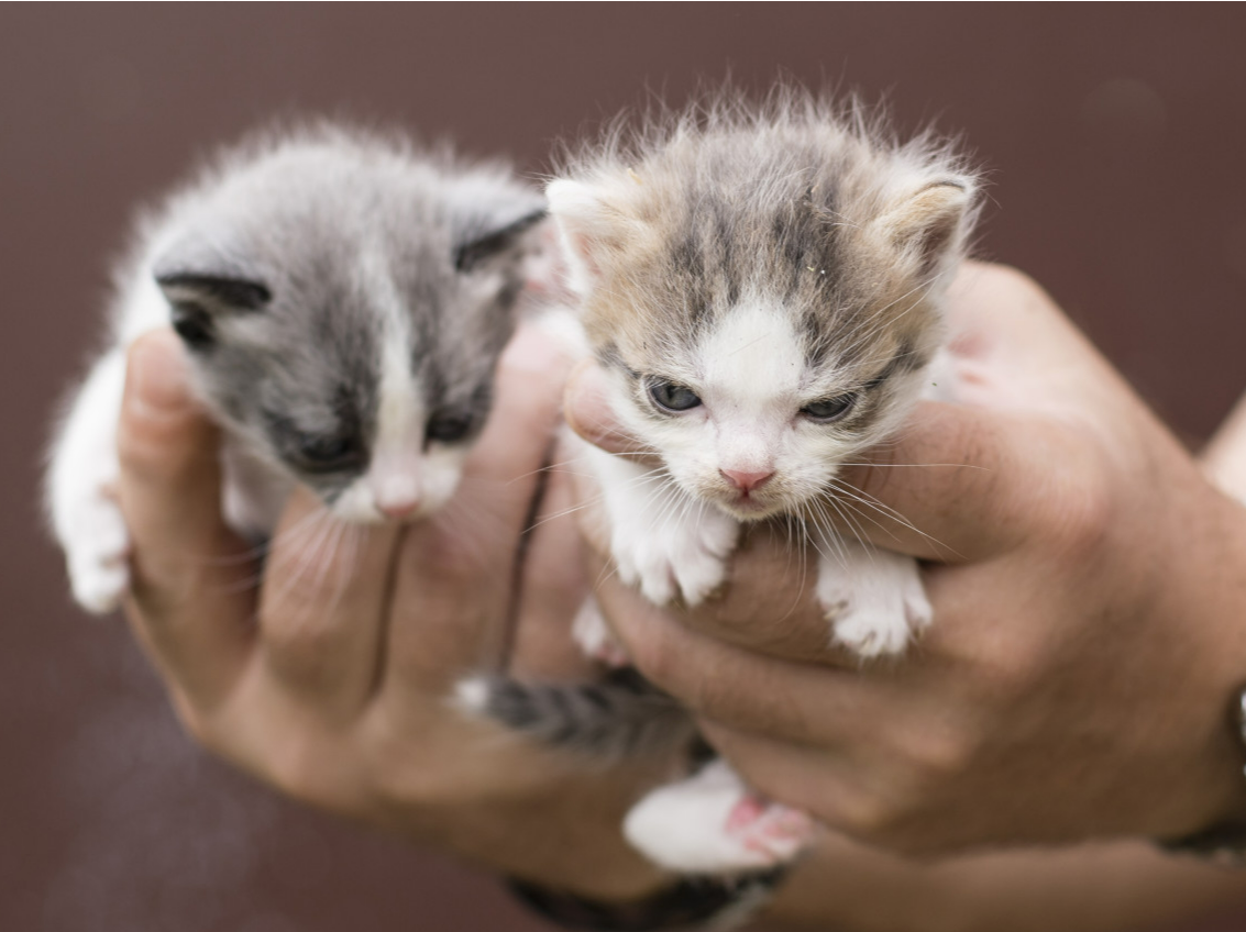 研究表明：宠物猫或许真能听懂你说话，但它们也会选择不理睬