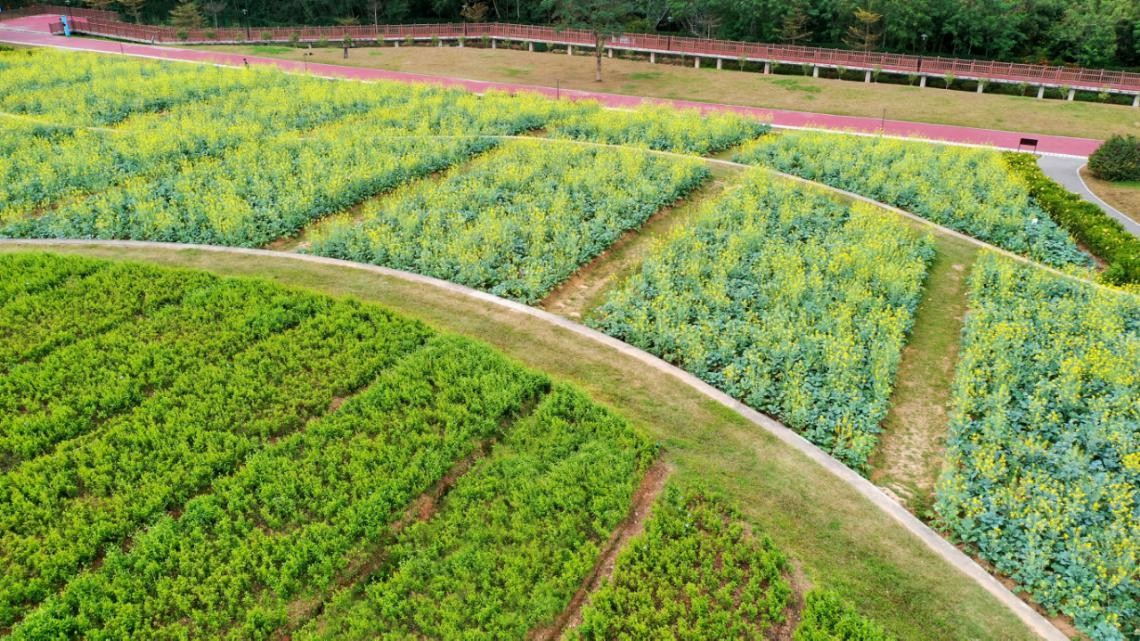 石岩街道陌上花公园油菜花海绽放