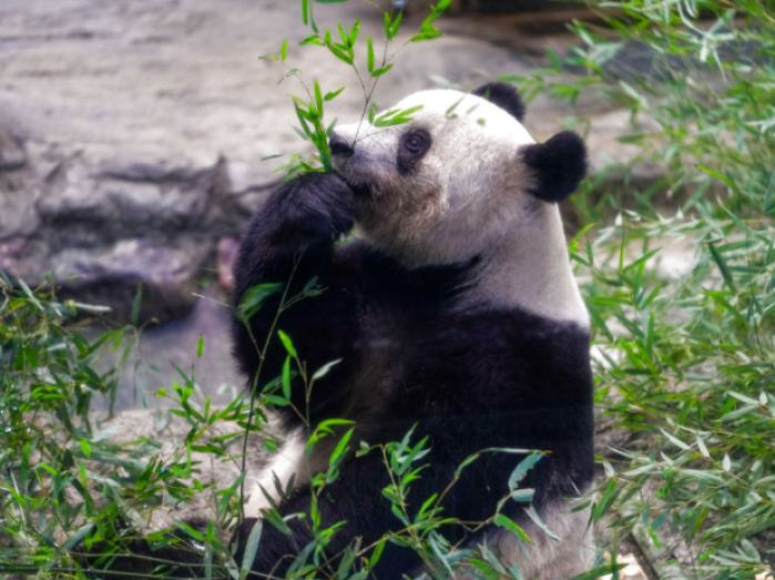马来西亚5月将送别“谊谊”和“升谊”两只大熊猫
