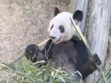 为做好“丫丫”饲养护理和运返，中国专家已抵达孟菲斯动物园