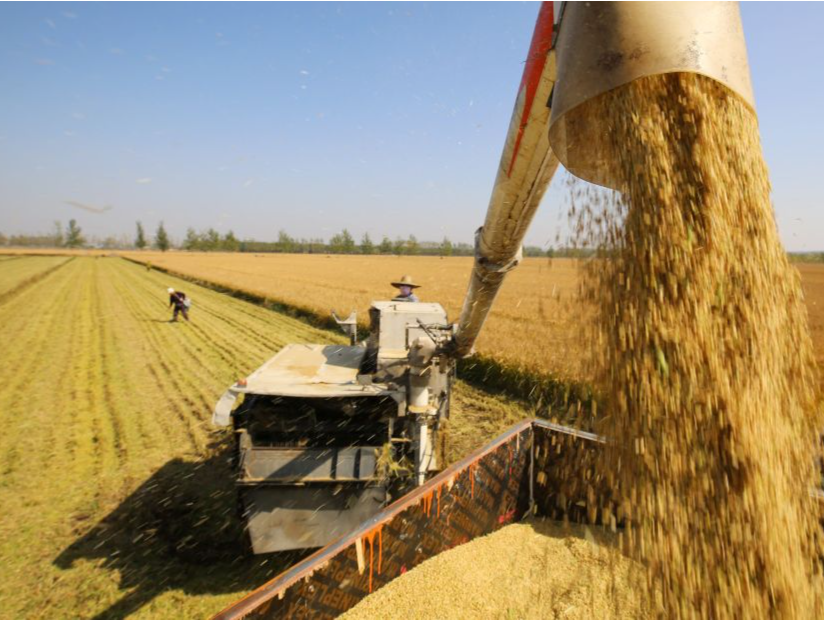 国家推出稳定今年大豆生产一揽子支持政策