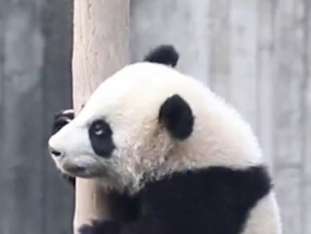 大熊猫“宝新”因多器官功能衰竭不幸离世