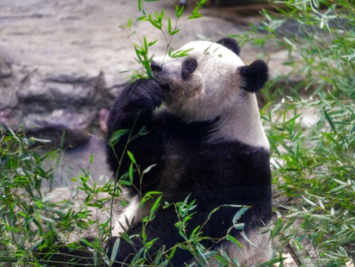 为啥熊猫使者近期扎堆回国？
