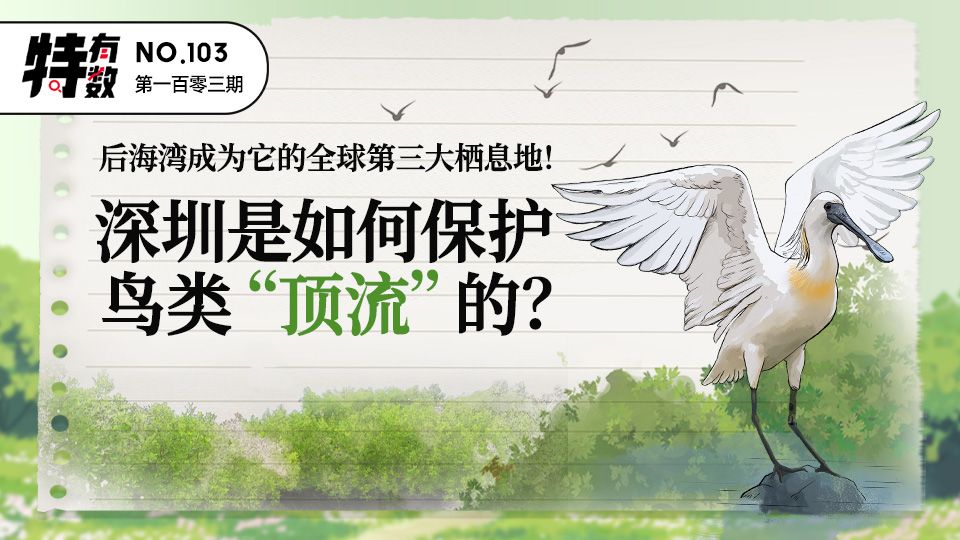 特有数 | 后海湾成为它的全球第三大栖息地！深圳是如何保护鸟类“顶流”的？