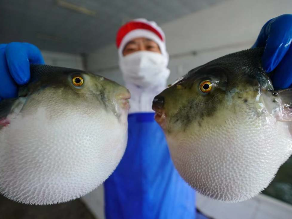 浙江一地发布重要提醒：三人因食用河豚中毒，0.5毫克毒素可致死