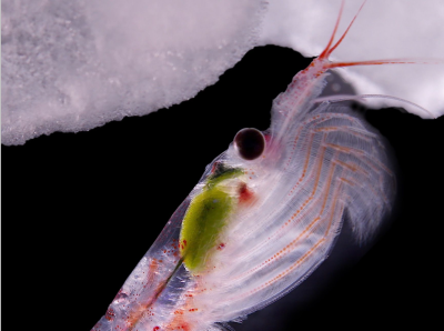 南极磷虾为何耐饿抗冻？迄今最大的动物基因组首次被完整破译