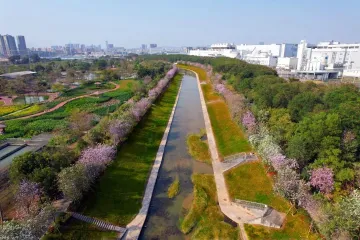 春暖花开 光明环水公司带您游美丽河道