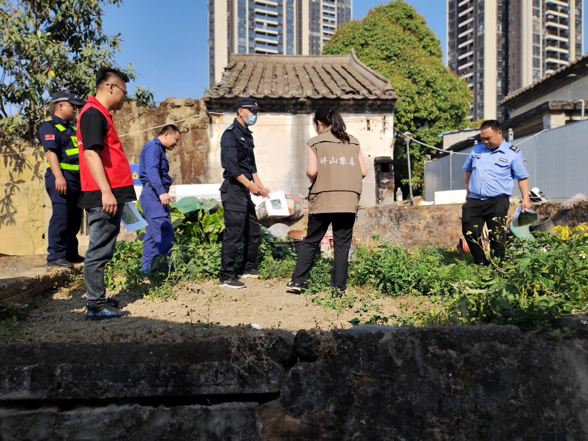 坚决打击毒品原植物非法种植！马峦街道部门联动共护净土