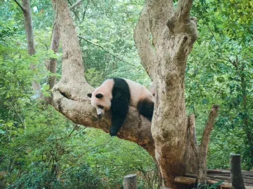 游客趁管理人员不注意私自投喂大熊猫，景区回应