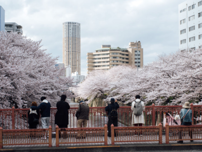 开花日平最早纪录，东京宣布进入樱花季