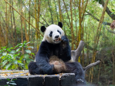 “我为熊猫种棵竹”植树节公益活动在广州长隆举行，助力熊猫家园建设