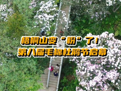 晶视频｜梧桐山变“粉”了！第八届毛棉杜鹃节启幕