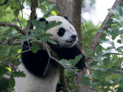 大熊猫“七七”突发肠梗阻，专家组会诊形成治疗意见决定手术