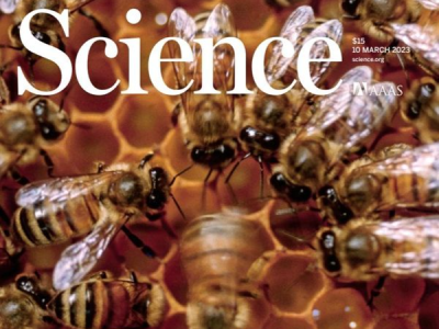 最新研究：蜜蜂也会言传身教，在社会学习中掌握“舞蹈语言”