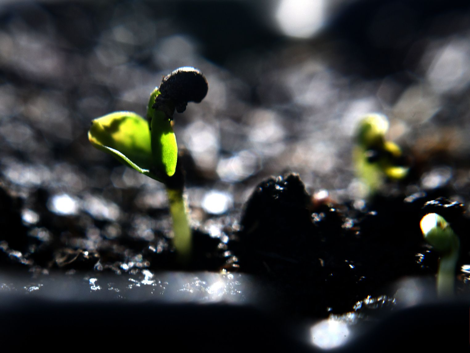 惊喜！4000粒太空芙蓉种子正在萌芽