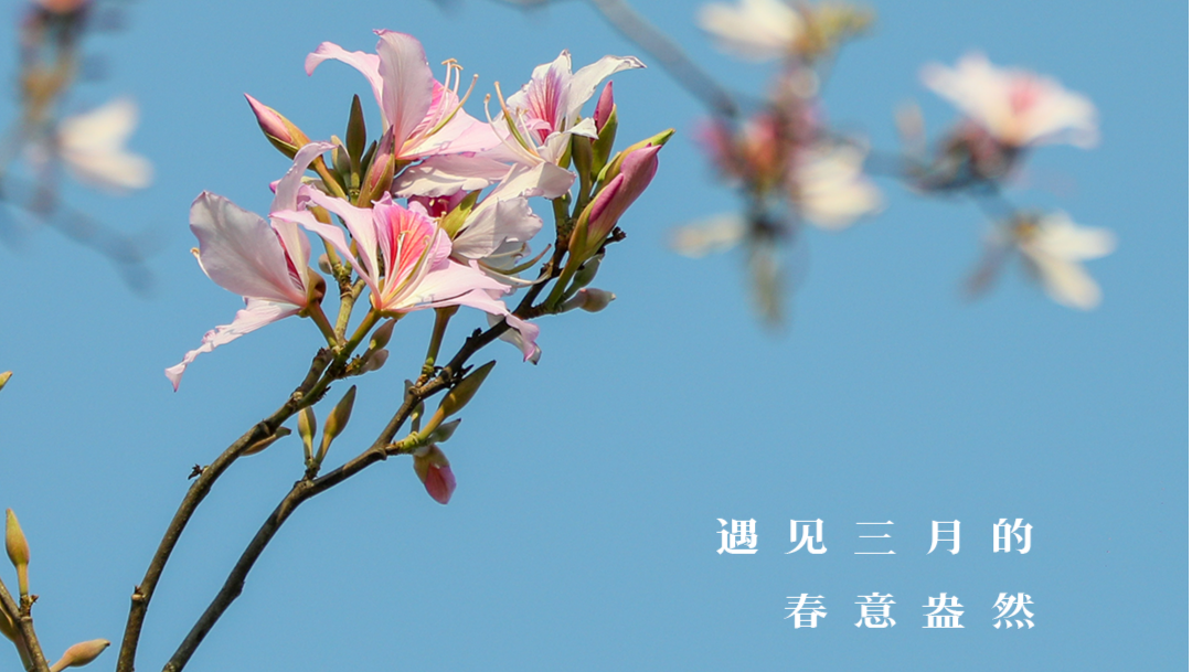 在宝安的公园花海，遇见三月的春意盎然