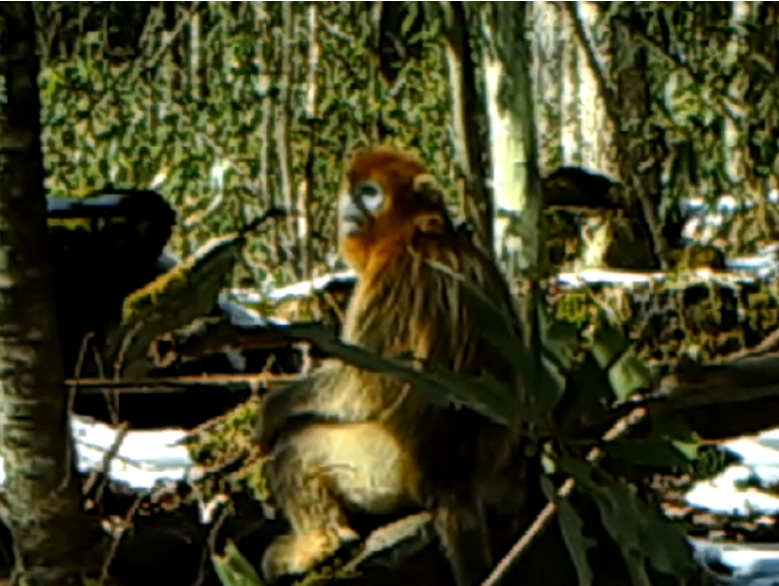 湖北兴山万朝山保护区首次发现“川金丝猴”