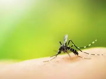 出境旅游的市民注意啦！深圳疾控专家提醒须防范登革热等蚊媒传染病