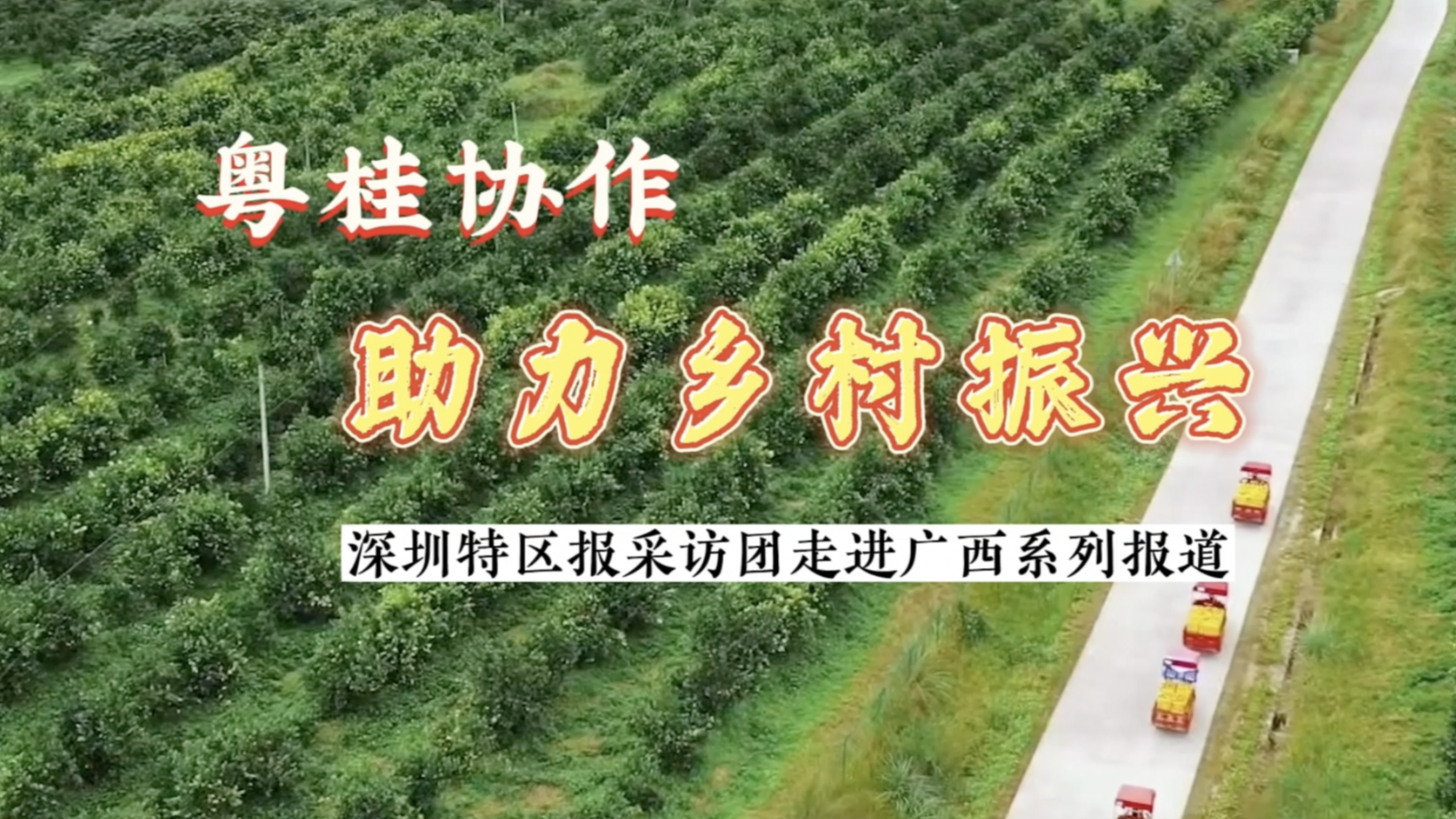 粤桂协作 乡村振兴丨现代化柑橘示范产业园助推“德保柑橘”增值畅销