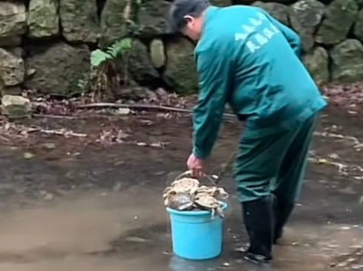 杭州一溪流中大量乌龟死亡，工作人员：别放生了！