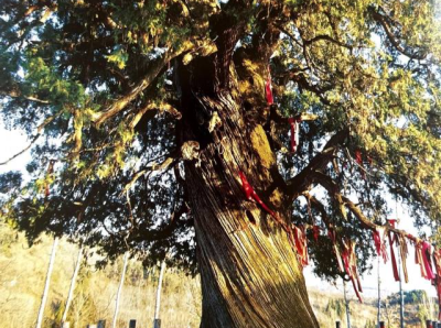 陕西将对5株5000年以上古树实行“一树一策”实时监控保护