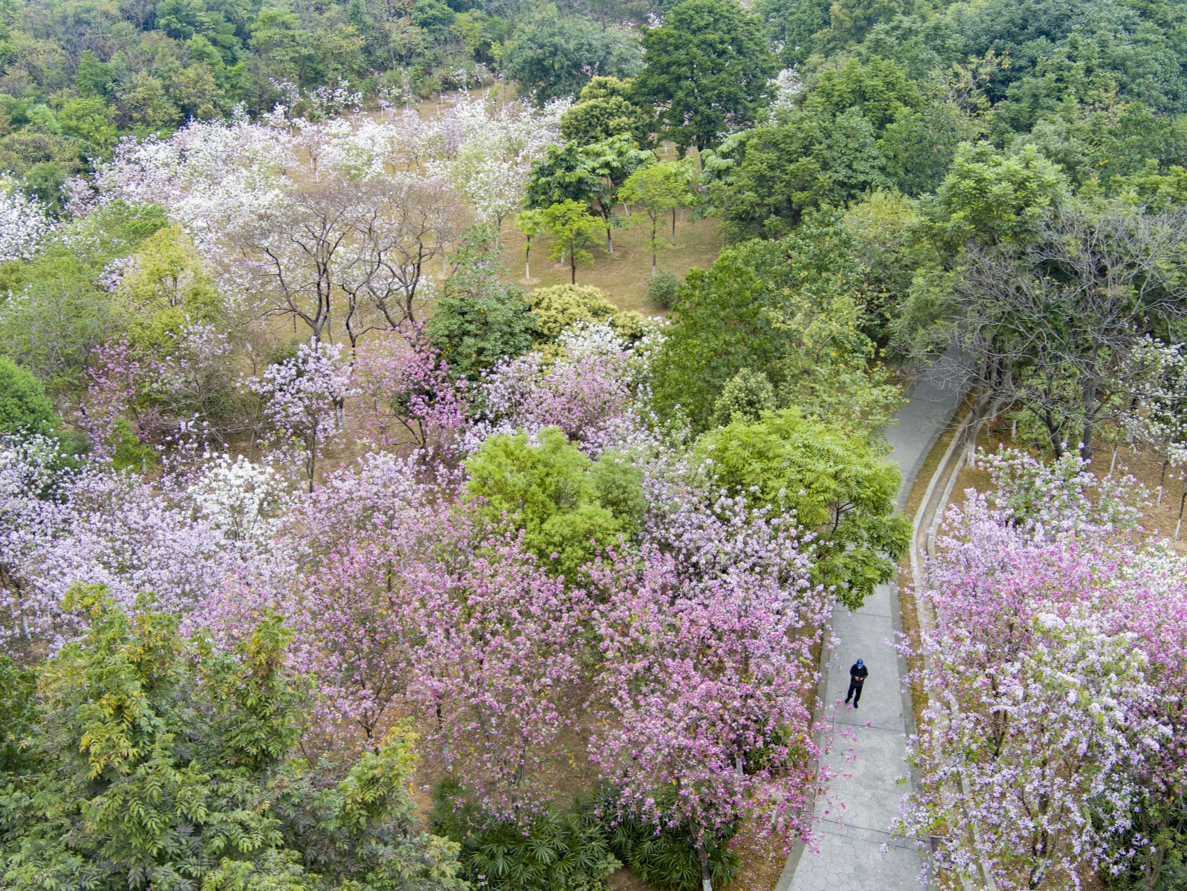 羊城春暖禾雀花开，看万千“雀仔”栖枝头