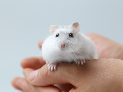 以色列研究人员利用基因手段使小鼠心脏“变年轻”