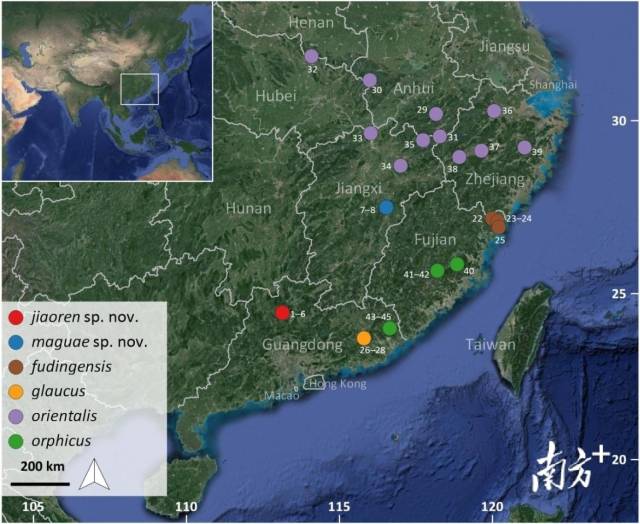 我国东部地区蝾螈属物种分布图，红色代表北江蝾螈分布地。通讯员供图