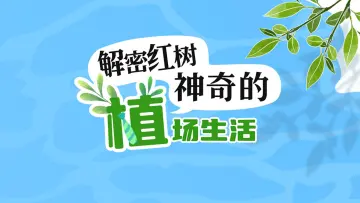 科普视界｜解密红树神奇的“植”场生活