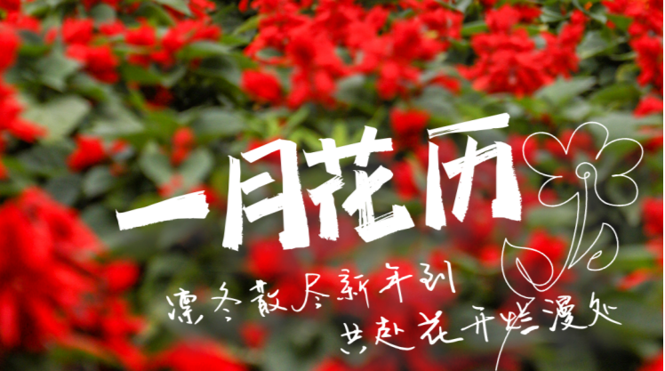 一月花历 | 凛冬散尽新年到，共赴花开烂漫处