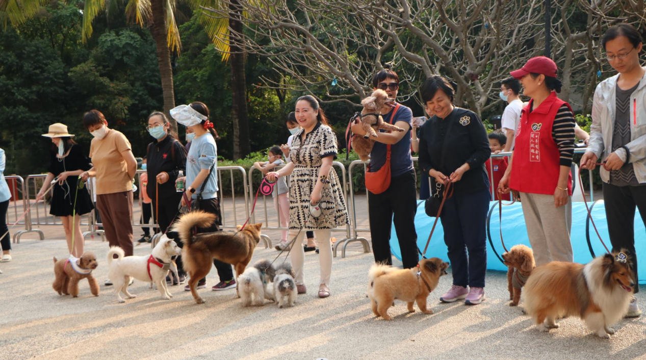 南山区阳光棕榈社区开展文明养犬趣味运动会
