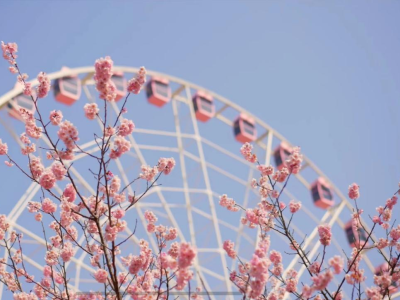 上海樱花节3月15日开幕 21项系列活动等你来打卡