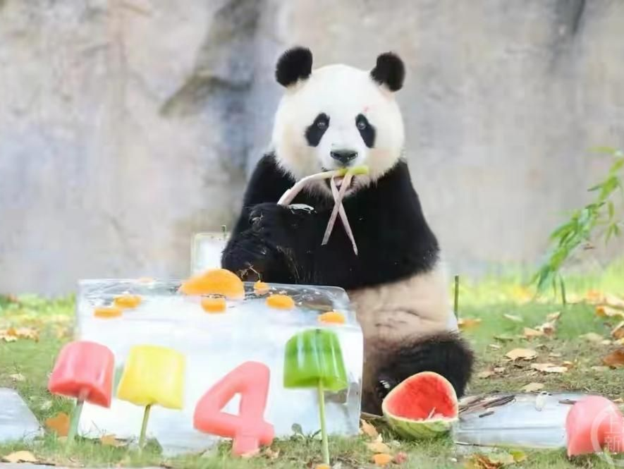 陕西秦岭大熊猫研究中心今年有14只大熊猫参与繁殖