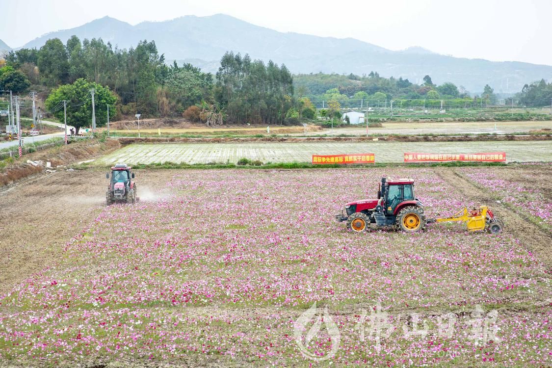 高明区明城崇步农业园区的广东银鹏农业有限(4434813)-20230313193757.jpg