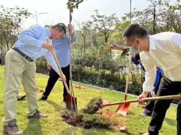 凤凰街道开展义务植树活动，种下120株紫花风铃木