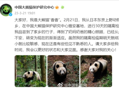 大熊猫“香香”隔离检疫期结束，未来将与公众见面