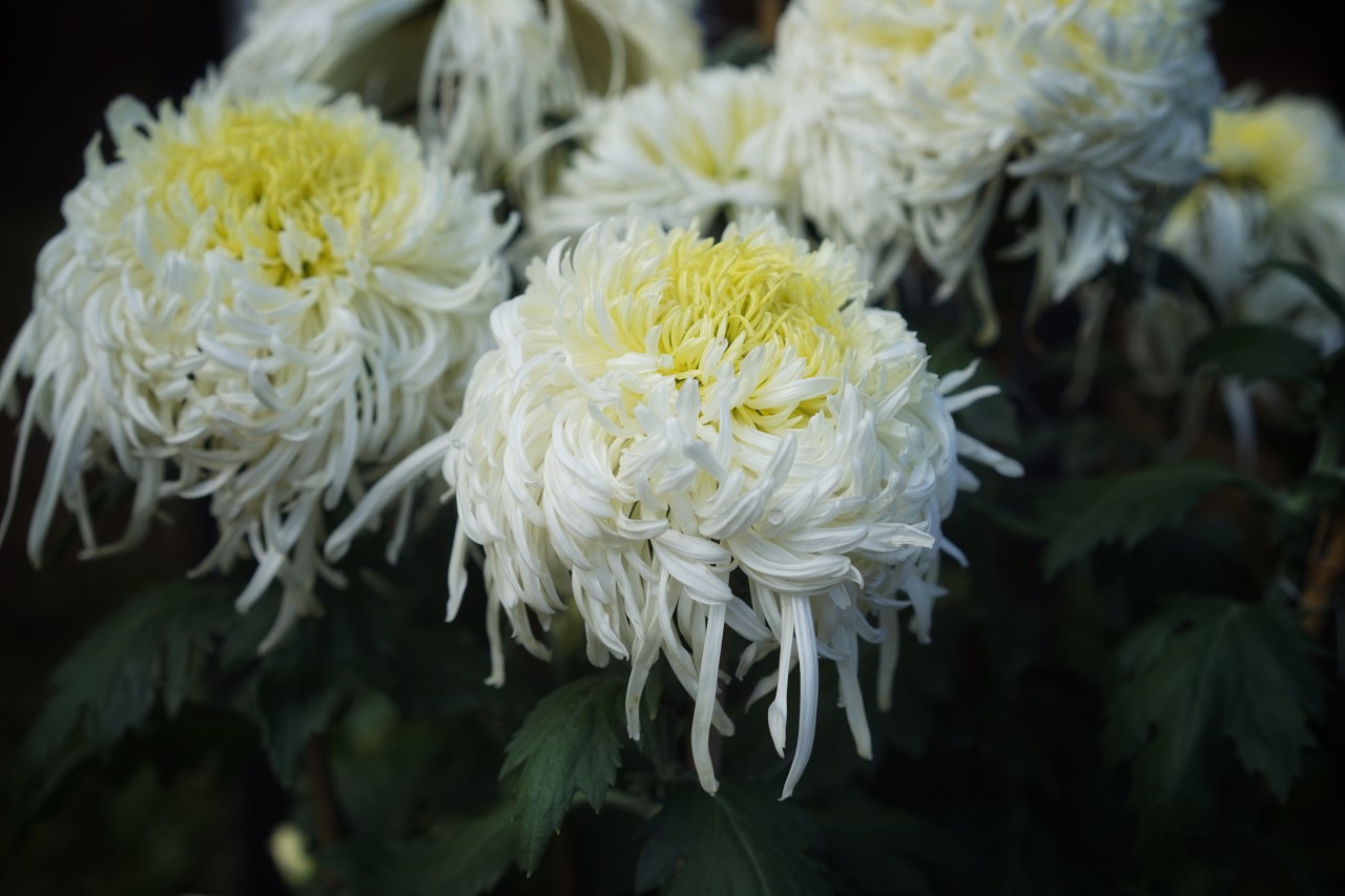 星落苍穹 薪火永燃——送别杨振宁